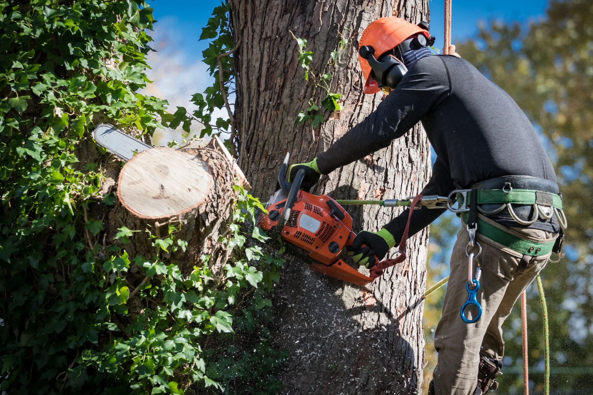 Tree Service In Vancouver, WA Tree Service In Vancouver, WA