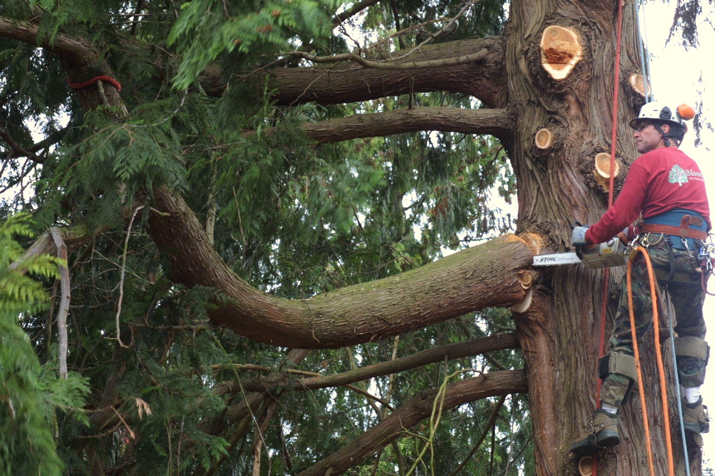 Managing Tree Growth, Balancing Safety And Beauty Managing Tree Growth, Balancing Safety And Beauty